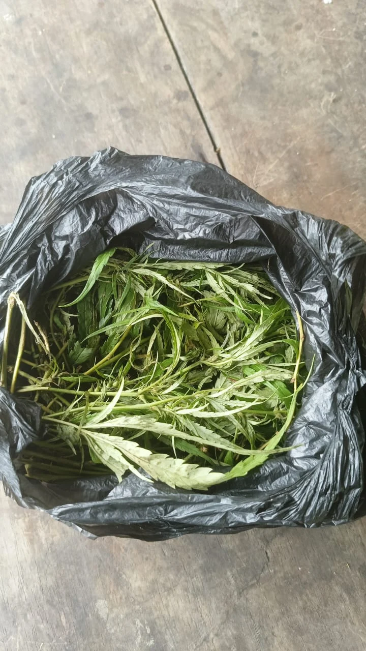 Satgas Yonif 131/Brajasakti Kembali Menggagalkan Upaya Pengedaran Ganja Seberat 150 gram di Perbatasan RI-PNG