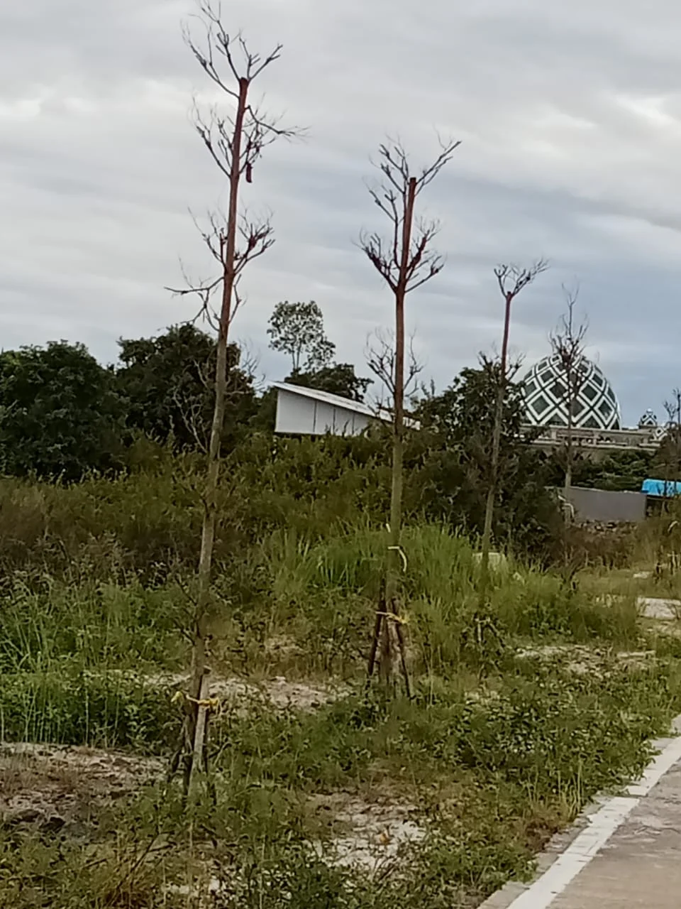Gawat !!! Diduga Pekerjaan Penghijauan Lingkungan Bahu Jalan Wisata Pahandut Sebrang Dan Fasos Komplek Perumahan Casidova,Menjadi Ajang Sarana Korupsi