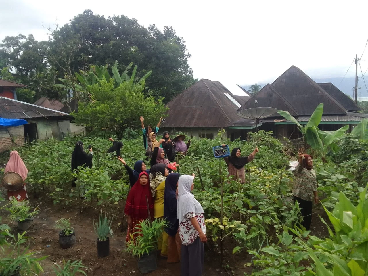 SANGAT ANTUSIAS MASYARAKAT PANEN RAYA LAHAN KEBUN TERONG,YANG DIHADIRI LAPISAN MASYARAKAT DESA,KABUPATEN AGEM,