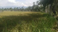IMG-20260122-WA0068