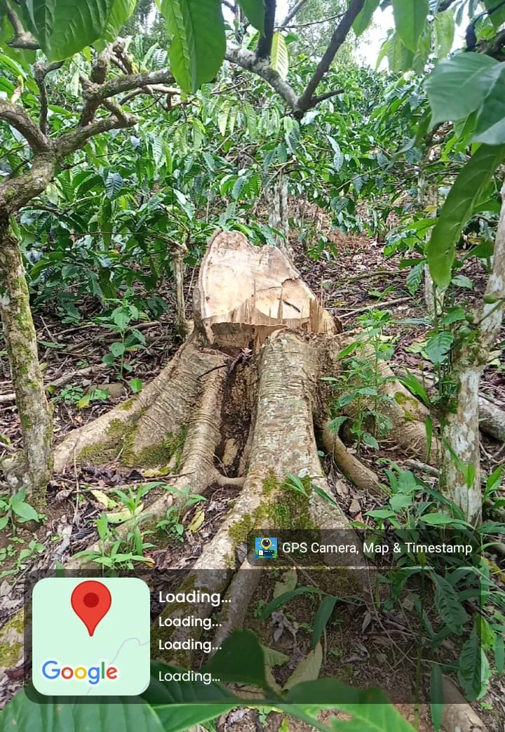 Di Duga penebangan Liar Di HKM Air Hitam 8 pohon Tumbang,Aparat Diminta Bertindak.