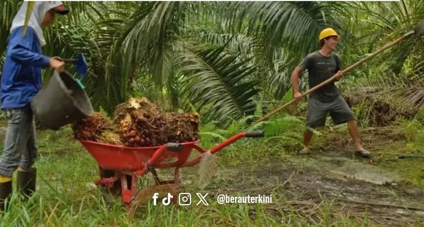 Pemkab Berau melakukan program hilirisasi di sejumlah sektor perkebunan.