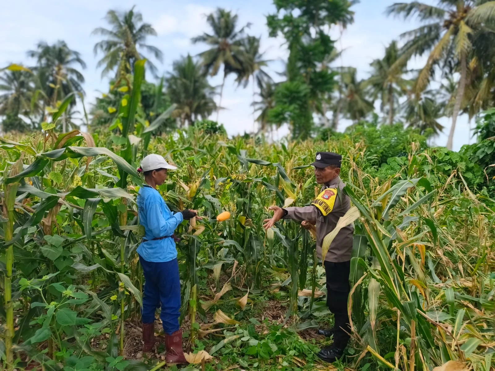 Panen Jagung 0,6 Hektare di Torue Jadi Bukti Nyata Peran Polri, Aipda Jhon Cahyadi: Ketahanan Pangan Tanggung Jawab Bersama
