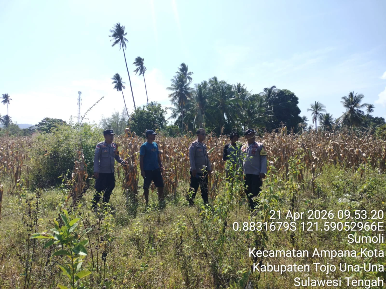 *Dukung Ketahanan Pangan, Polsek Ampana Kota Pantau Kesiapan Panen Jagung di Desa Sumoli*
