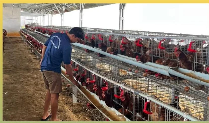 Bukti Nyata Pembinaan Berhasil: Warga Binaan Lapas Solok Sukses Kembangkan Ayam Petelur
