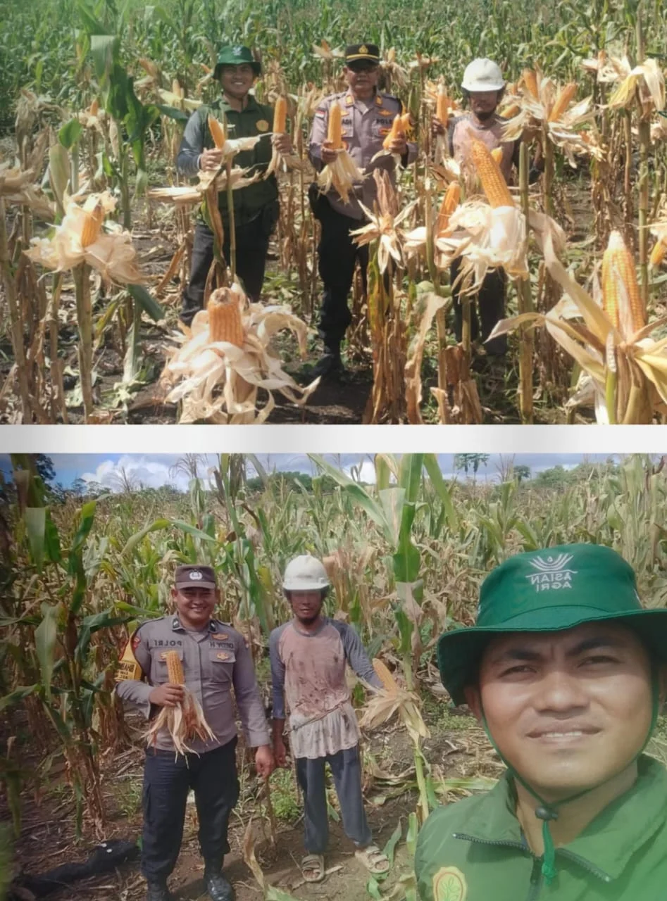 Polsek Biduk-Biduk Gelar Panen Jagung Perdana Kuartal II di Teluk Sulaiman