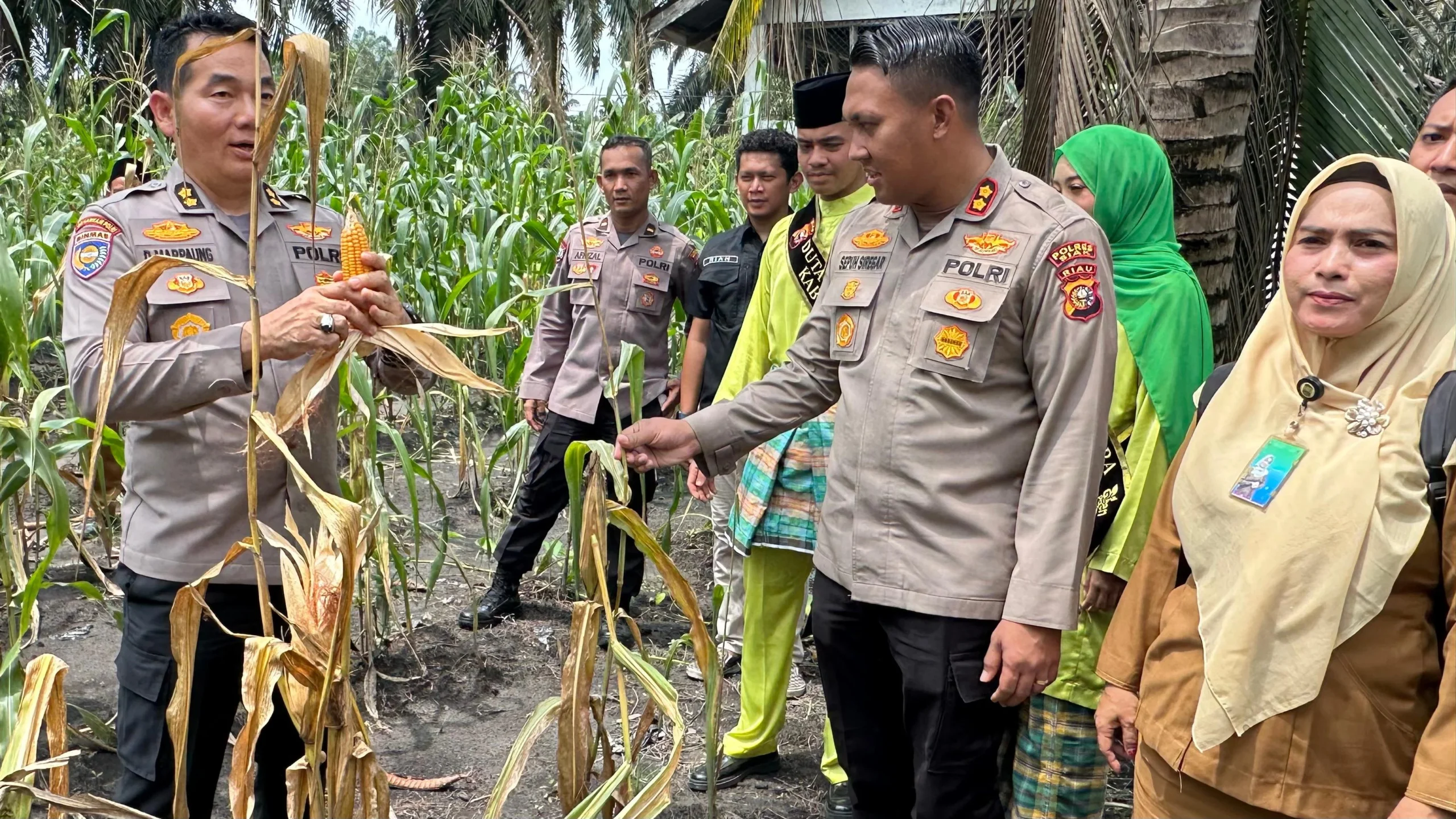 Dalam Mendukung Program Ketahanan Pangan, Polsek Koto Gasib dan Dihadiri Wadir Binmas Bersama Kapolres Siak Melaksanakan Panen Raya Jagung Pipil 