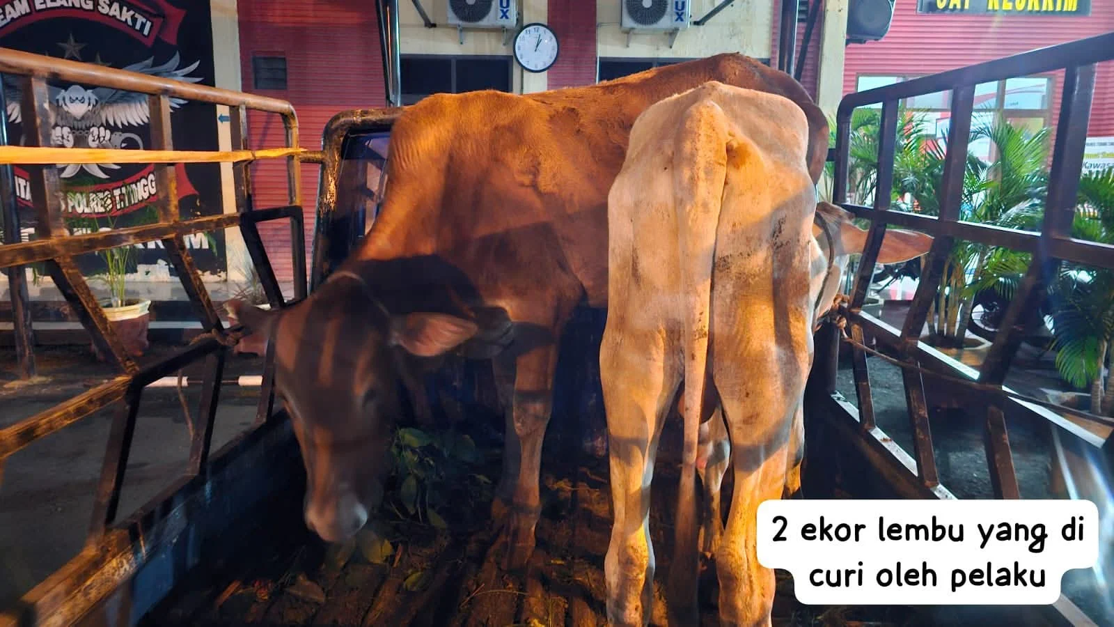 Curi Dua Ekor Lembu, Sat Reskrim Polres Tebing Tinggi Berhasil Tangkap Pelaku
