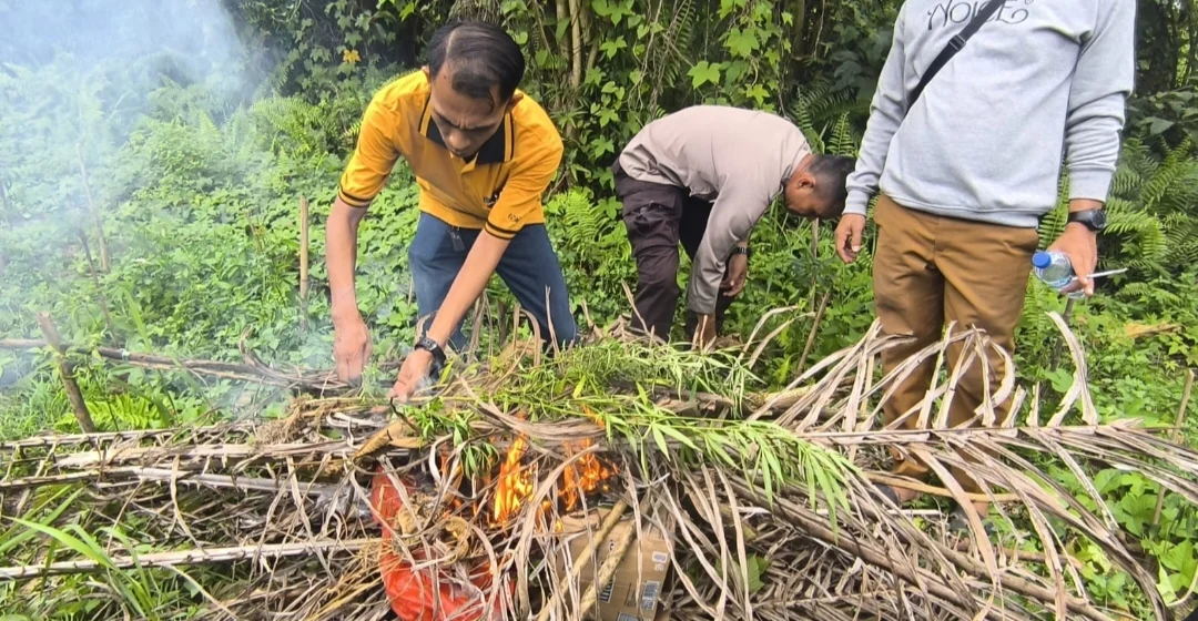 Temukan Tanaman Ganja, Polsek Tanjung Morawa Polresta Deli Serdang Amankan Pelaku