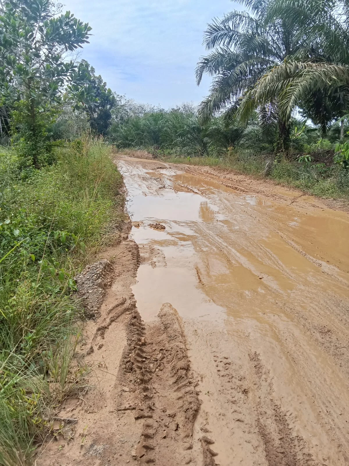 SANGAT MIRIS SEKALI JALAN BTS ULU SP 6 RAKSA BUDI SP 7 KUTO BARU MUSI RAWAS SOROTAN PUBLIK RUSAK PARAH DAN BELUM DI PERBAIKKAN
