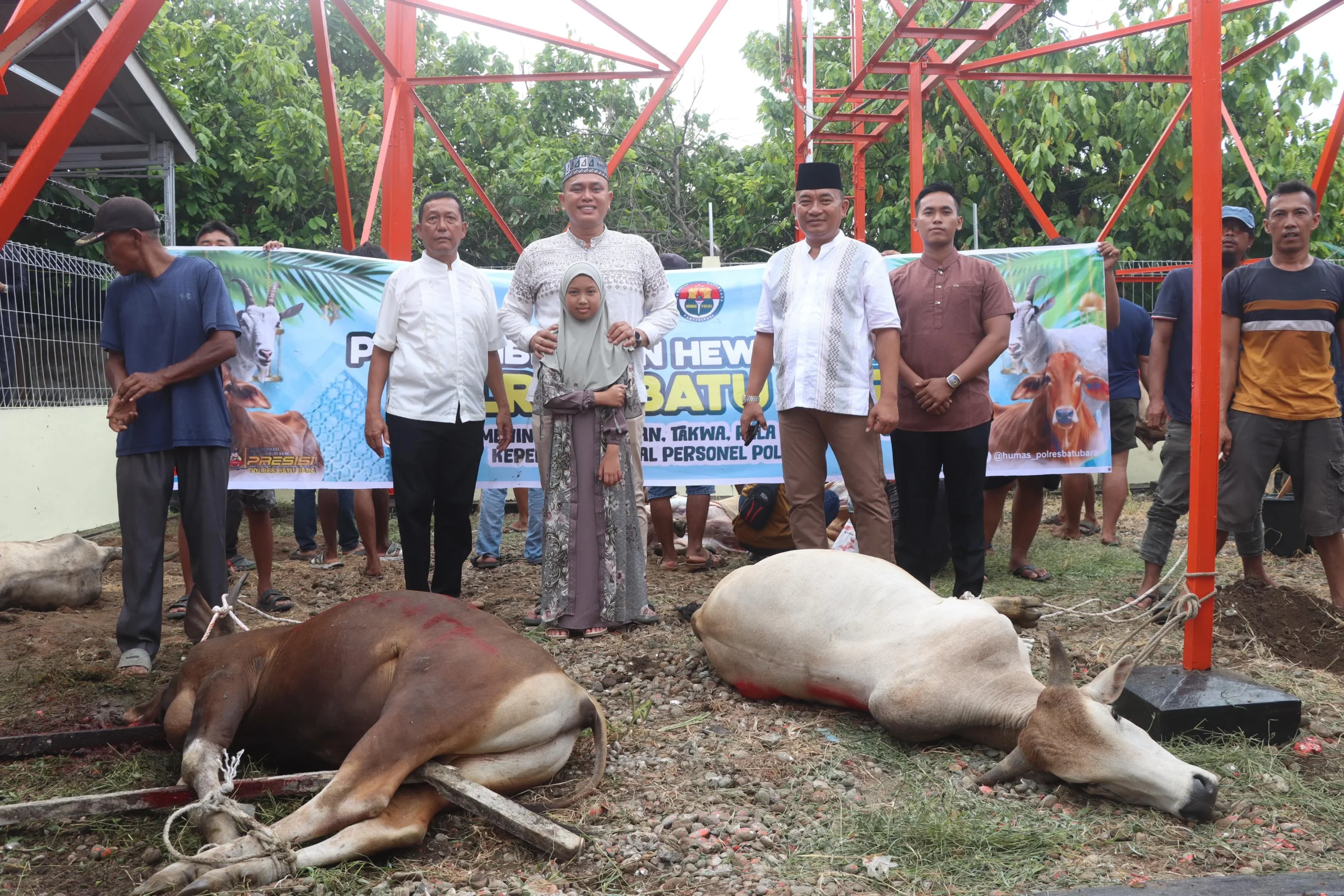 Polres Batu Bara Laksanakan Penyembelihan dan Distribusi Daging Kurban Idul Adha 1447 H, Wujud Kepedulian Sosial Polri Kepada Masyarakat