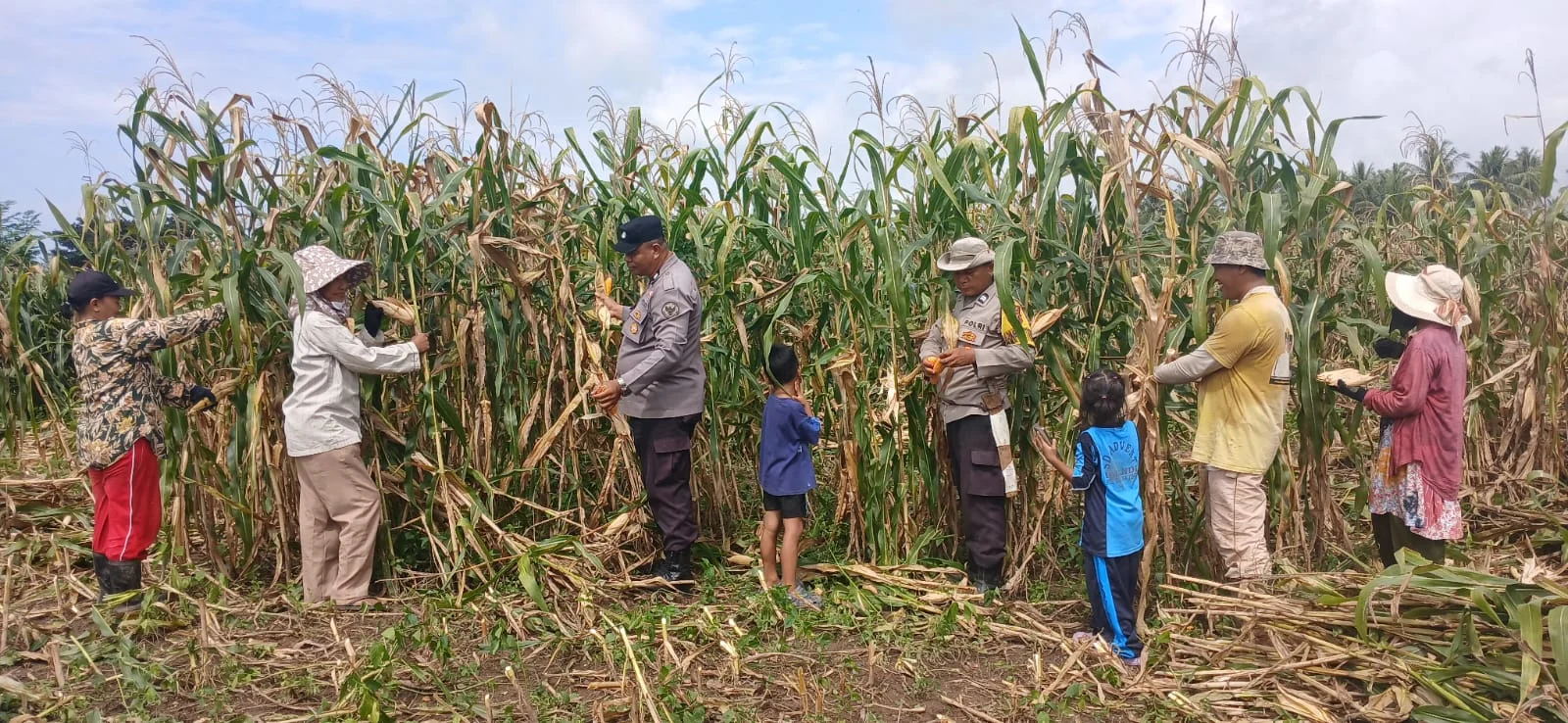 Panen Jagung 2 Hektare di Kayuboko, Bhabinkamtibmas Hadir Dampingi Petani Wujudkan Ketahanan Pangan