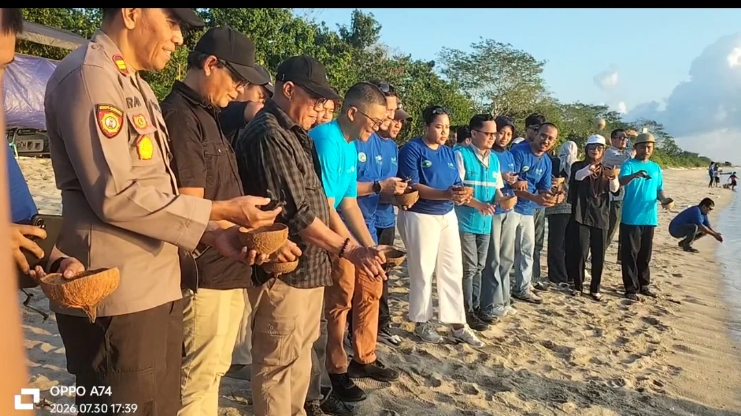 Pusat Studi Konservasi Penyu Lentora Di Pantai Mapane Tambu Kecamatan Balaesang, Dan PLN Peduli, Serta Pelepasan Tukik Di Pantai Mapane Tambu Berjalan Lancar,