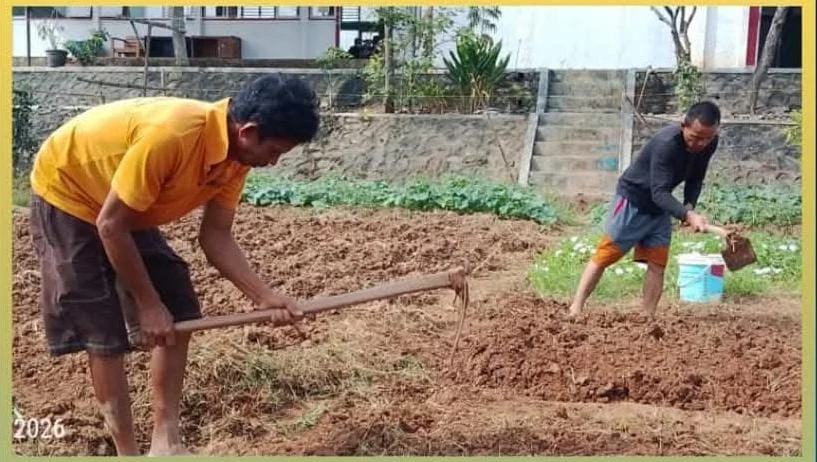 Usai Panen, Warga Binaan Lapas Solok Kembali Olah Lahan, Semangat Ketahanan Pangan Terus Digelorakan
