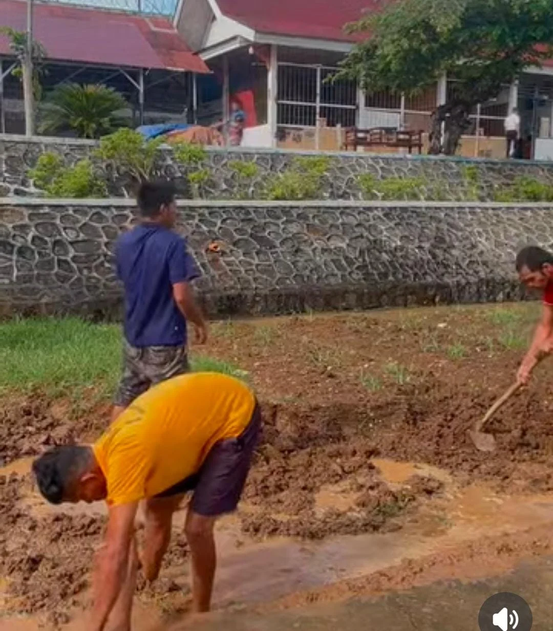 Lapas Solok Hadirkan Terobosan Baru, Warga Binaan Belajar Bertani Padi di Lahan Kegiatan Kerja