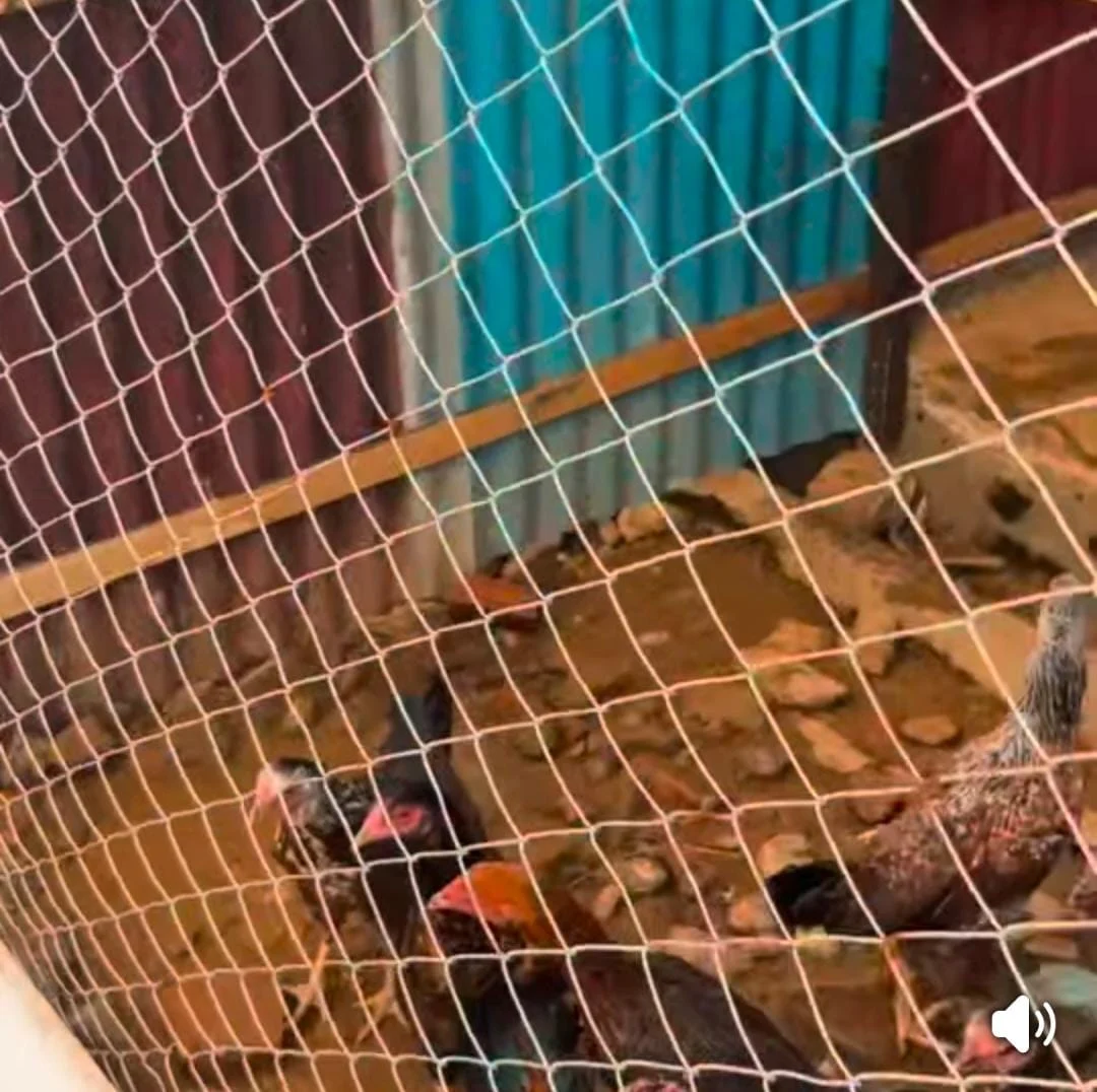 Lapas Solok Jadi Tujuan Studi Tiru LPKN Sawahlunto, Pelajari Inovasi Penetasan Telur Ayam